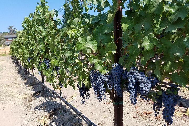 6-Hour (minimum) Private Napa Valley Wine Tasting Tour - Image 1