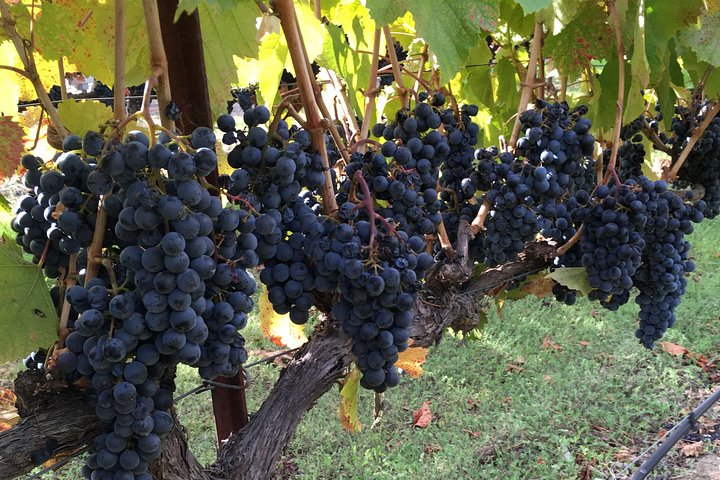 6 Hour Napa or Sonoma Valley Wine Tour by Private SUV - Image 5