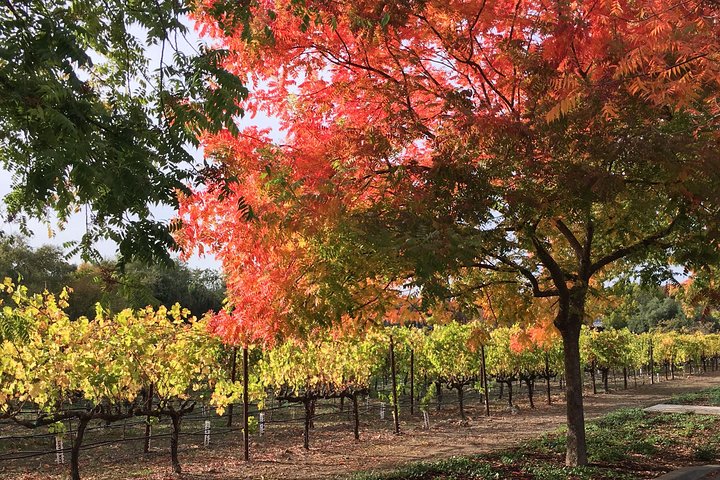 6 Hour Napa or Sonoma Valley Wine Tour by Private SUV - Image 3