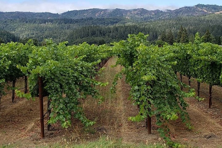 6 Hour Sonoma Wine Tasting Tour from San Francisco - Image 2