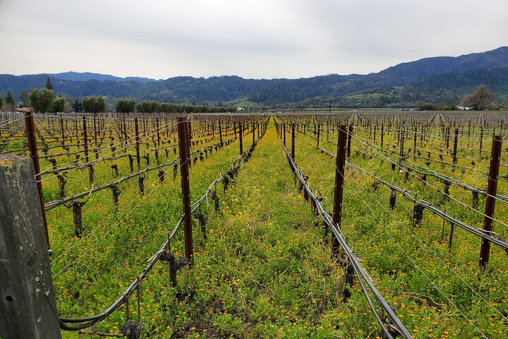 6 Hour Sparkling Wine Tour - Napa Valley - Image 4