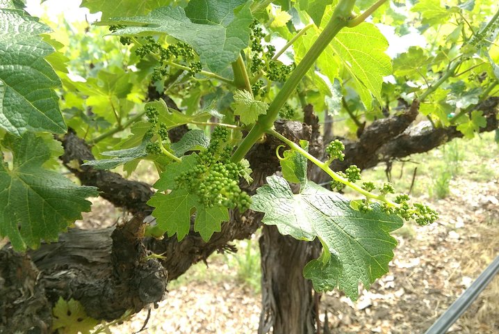 8 Hour - Napa and Sonoma Private Wine Tour - Image 2