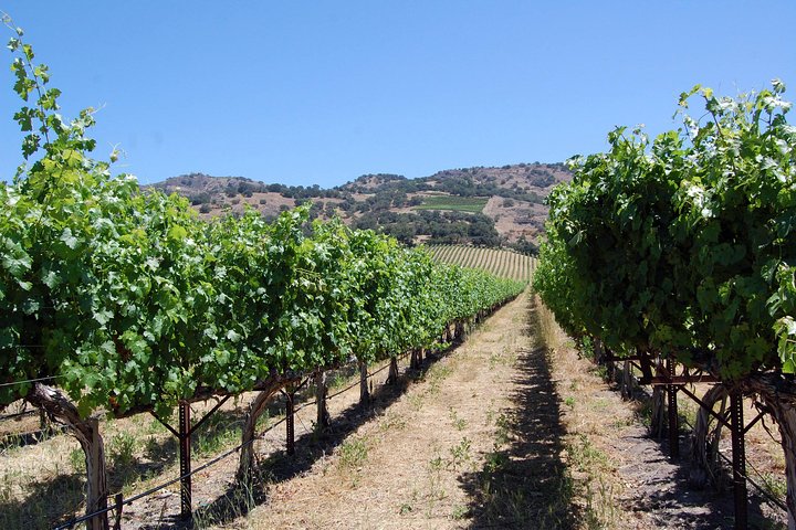 8 Hour Private Tour in Napa Valley Winery - Image 2
