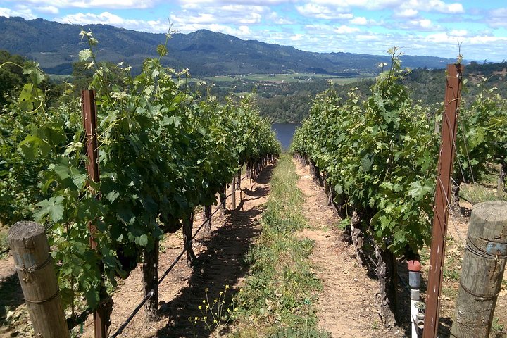 8 Hour Private Wine Country Tour (Sedan, SUV or Limo) - Image 5