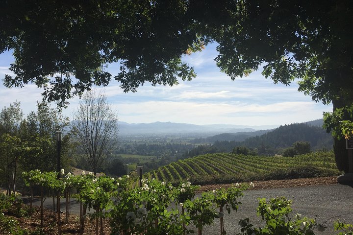 8-Hours Napa Wine Tour from San Francisco to Napa CA , Sedan up to 4 People - Image 5