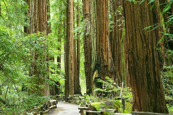 Alcatraz Muir Woods Sausalito Express with Brunch - Image 3