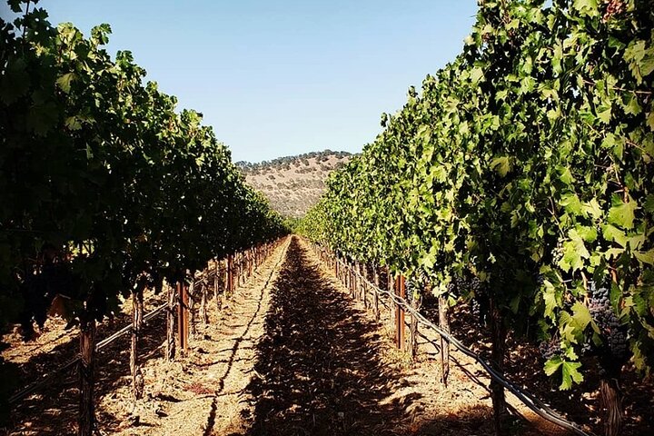 Custom 6-Hour Napa Valley Wine Tour in a Luxury Vehicle - Image 2