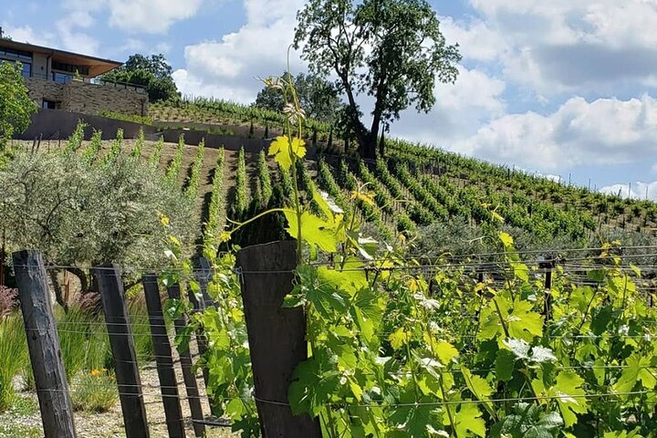 Custom 8-Hour Napa Valley Wine Tour in a Luxury Vehicle - Image 4