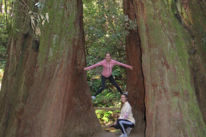 Discover Point Reyes National Seashore and Giant Redwoods - Image 5
