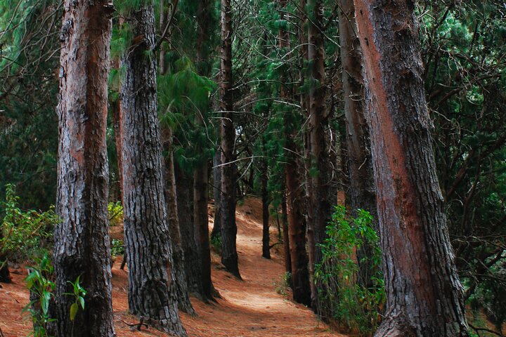 Explore the Redwoods - Image 1