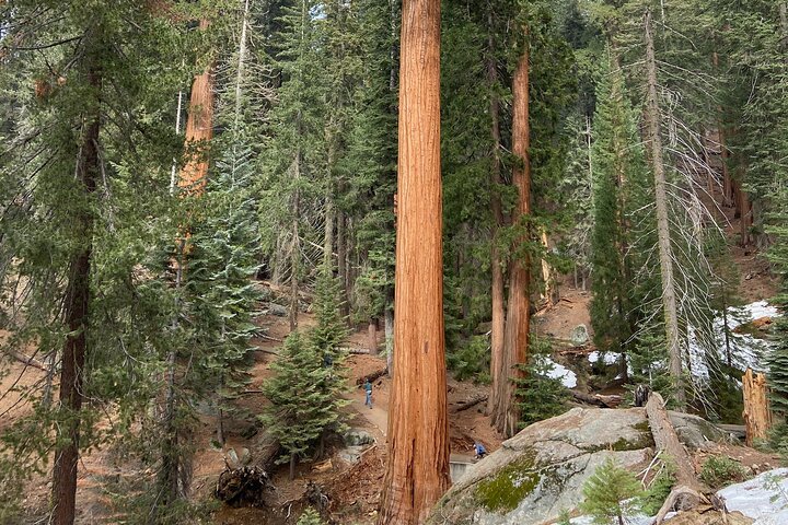Explore the Redwoods - Image 4
