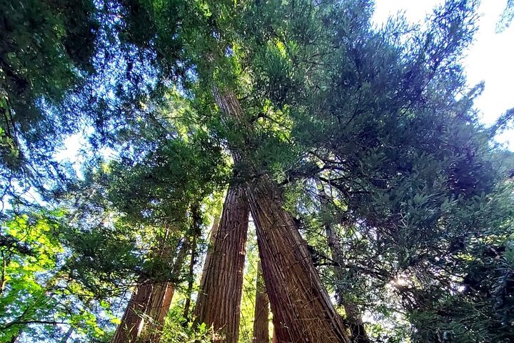 Muir Wood, Sausalito and Cavallo Point Tour - Image 1