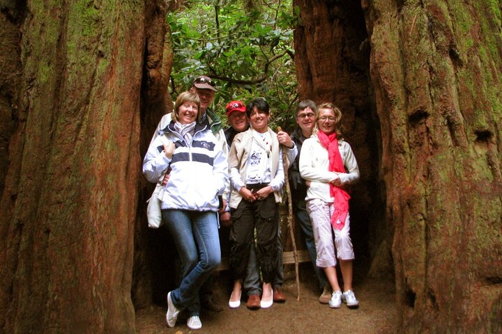Muir Woods and California Wine Country 8 Hour Private Tour  - Image 2