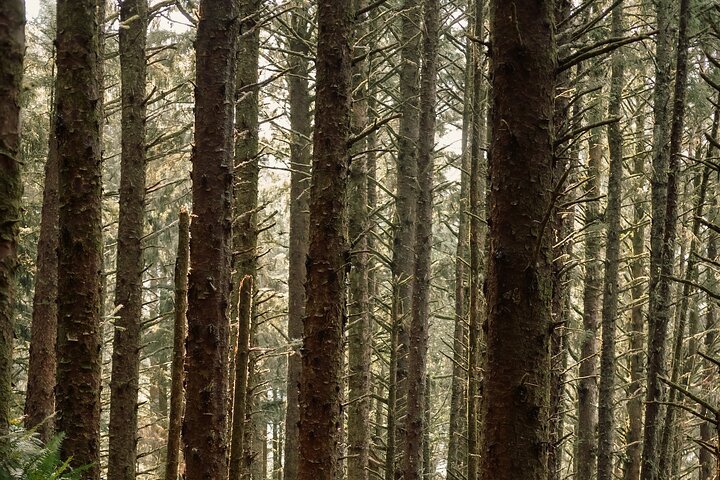 Muir Woods and Sausalito Private Tour - Image 2