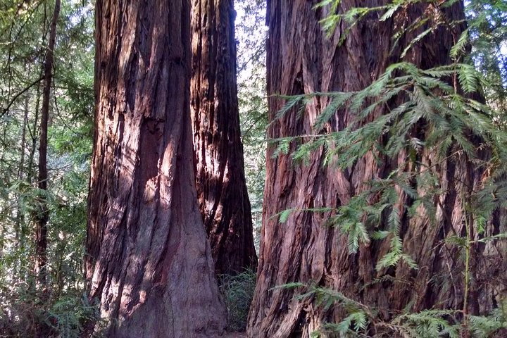 Muir Woods, Sausalito and Tiburon Day Trip from San Francisco - Image 2