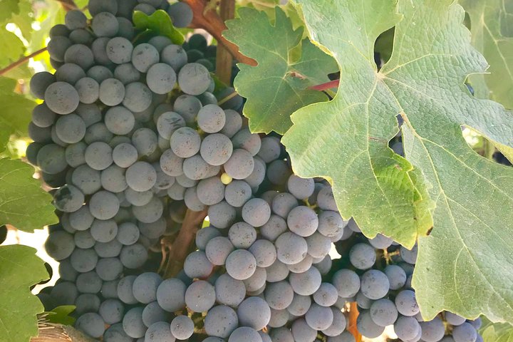 Napa and Sonoma Private Wine Tasting Tour and Luxury Car Service - Image 3