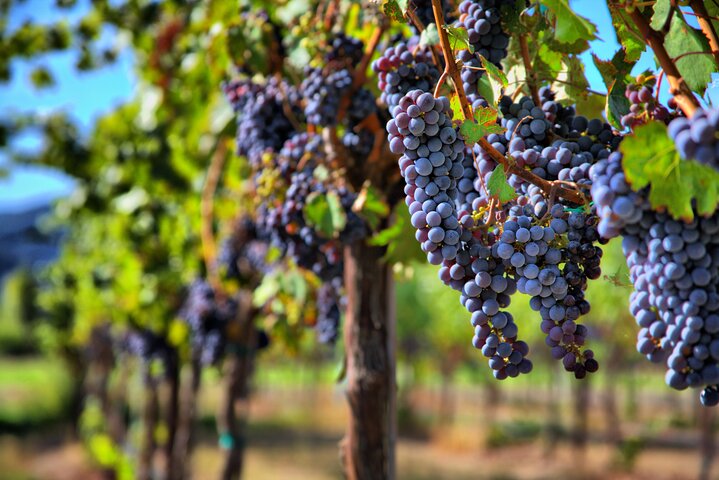 Napa or Sonoma Private Wine Tour from San Francisco - Image 3