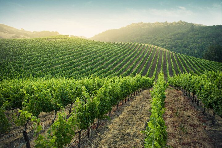 Napa Pure Fascination Wine Tour from San Francisco by Private Minivan - Image 4