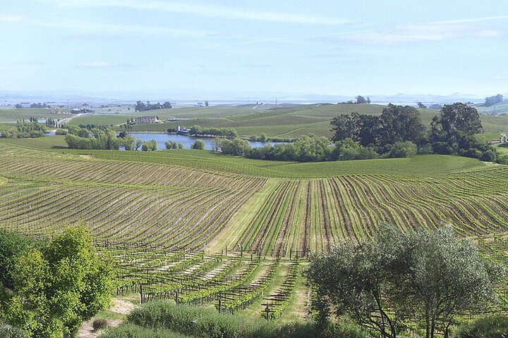 Napa Wine Tasting Tour - Image 4