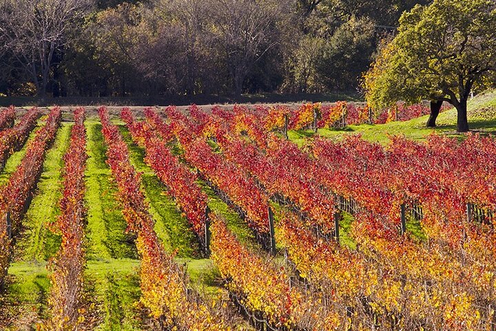 Napa Wine Tasting Tour - Image 1