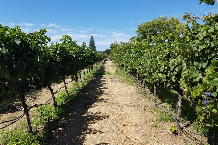 Private Full-Day Napa Wine Tour in a Luxury Vehicle - Image 4