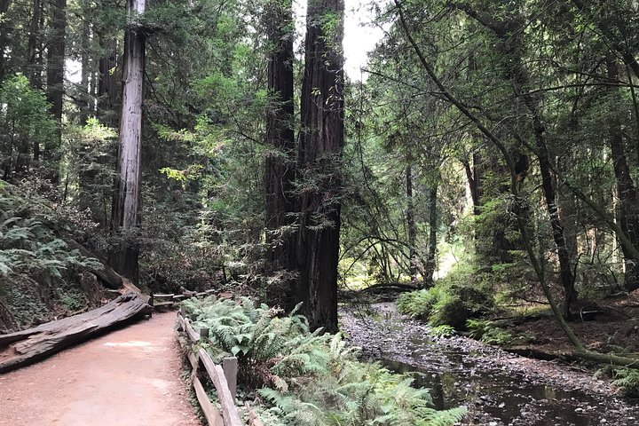 Private Muir Woods and Sausalito Half Day Tour - Image 5