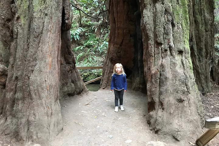 Private Muir Woods and Sausalito Half Day Tour - Image 3