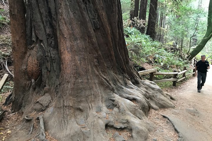 Private Muir Woods and Sausalito Half Day Tour - Image 1