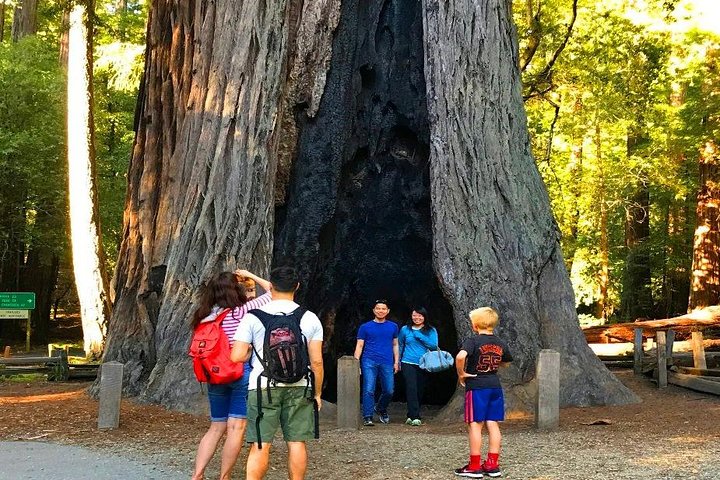 Private Redwood Forest & Silicon Valley Day Trip from San Francisco - Image 3