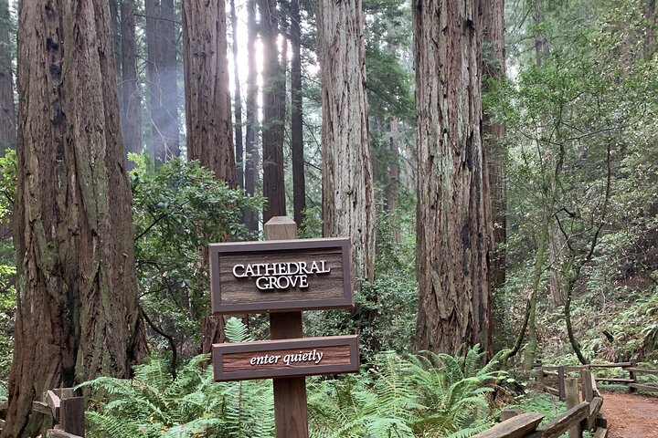 Private Tour Muir Woods and Sausalito - Image 1