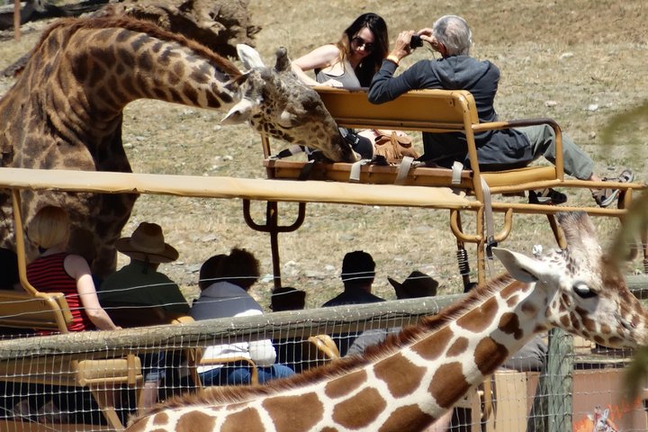 Private Tour of Sonoma Wild Safari Animal Park and Sonoma Redwoods  - Image 4