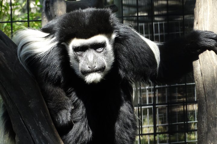 Private Tour of Sonoma Wild Safari Animal Park and Sonoma Redwoods  - Image 5
