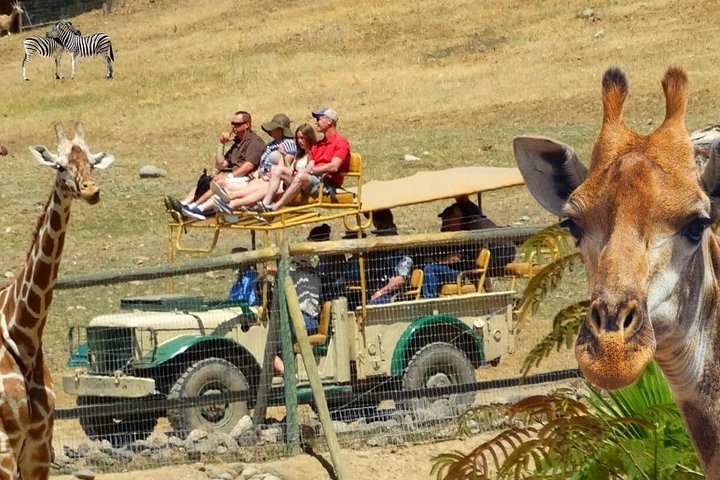 Private Tour of Sonoma Wild Safari Animal Park and Sonoma Redwoods  - Image 1