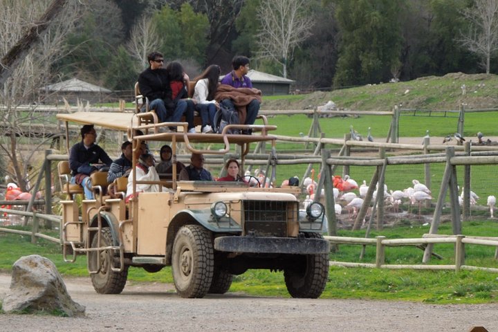 Private Tour of Sonoma Wild Safari Animal Park and Sonoma Redwoods  - Image 2