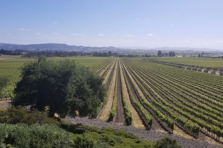 Private Wine Tour of Napa and Sonoma - Image 2