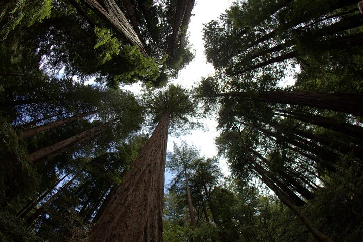 Small Group Half Day Muir Woods and Sausalito Afternoon Tour - Image 2