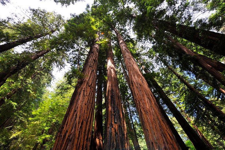 Small Group Half Day Muir Woods and Sausalito Afternoon Tour - Image 1