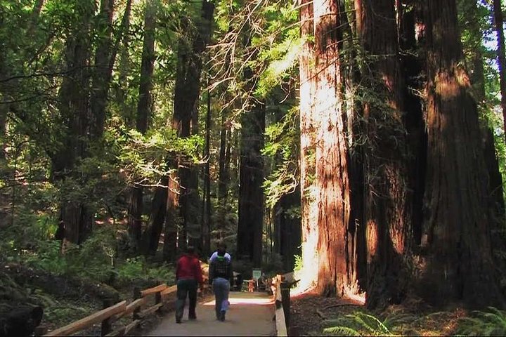 Small Group Half Day Muir Woods and Sausalito Morning Tour  - Image 1