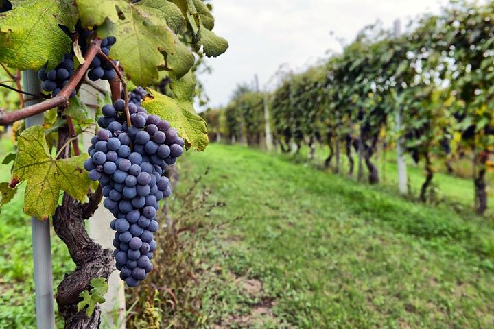 Small-Group Vintage Wine Country Tour to Sonoma and Napa - Image 2