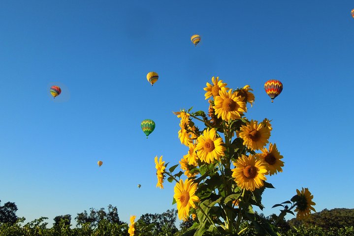 Thrilling Napa Balloon Ride: No change after 5pm the day prior to balloon tour - Image 3