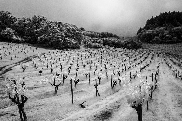  Wine tour up to 6 passengers  - Image 4