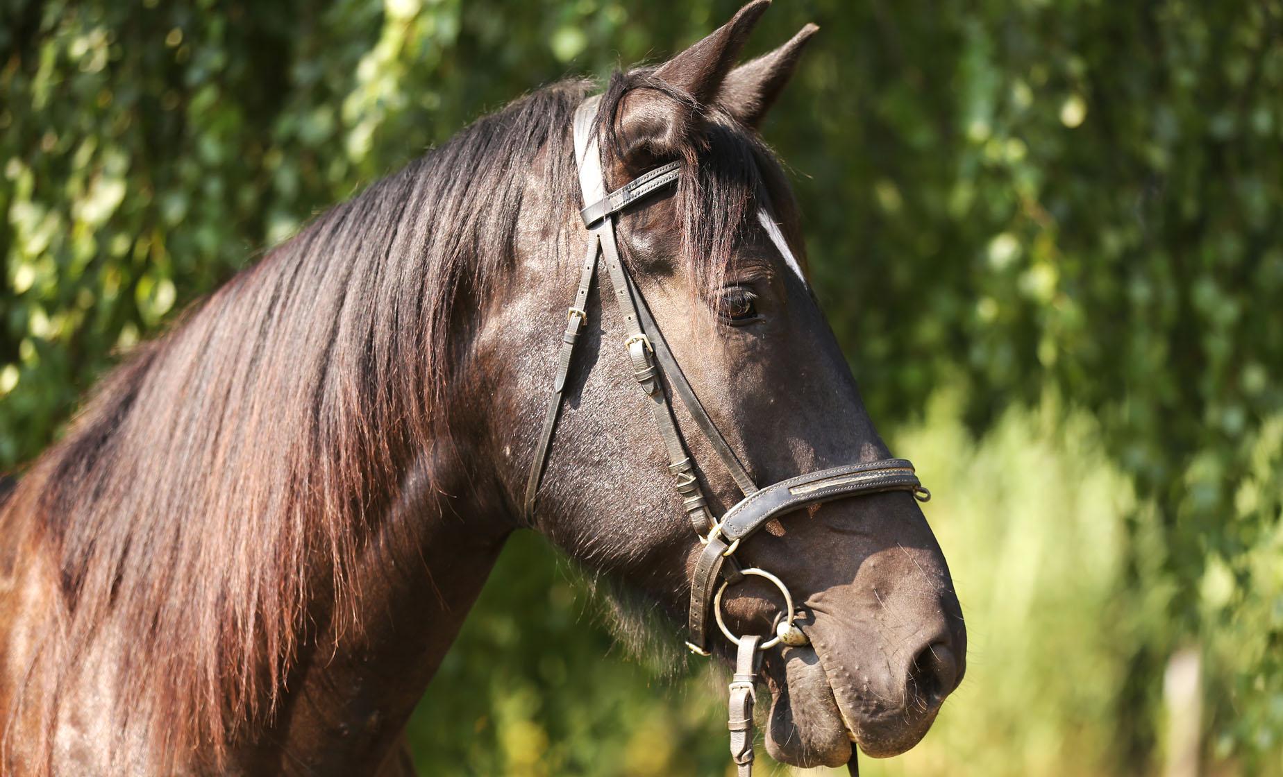 Hacienda Horseback Riding - Image 1