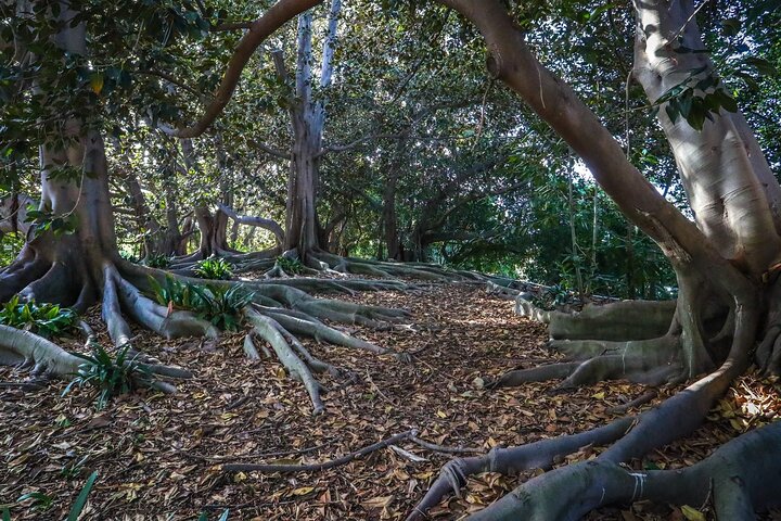  Private Shoreline plus Coast Botanic Gardens by the Sea day trip - Image 3