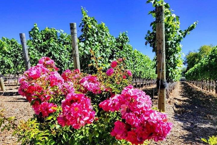 Santa Barbara Wine Tasting Day Tour from Los Angeles - Image 5