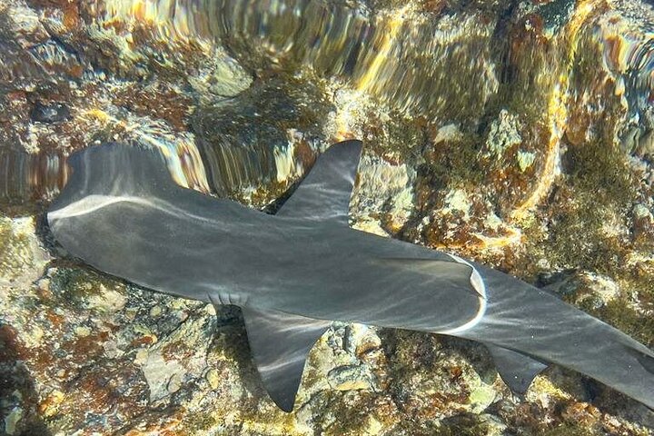 3-Hour Shark Bay and Salt Lakes in Sal Island Guided Tour - Image 1