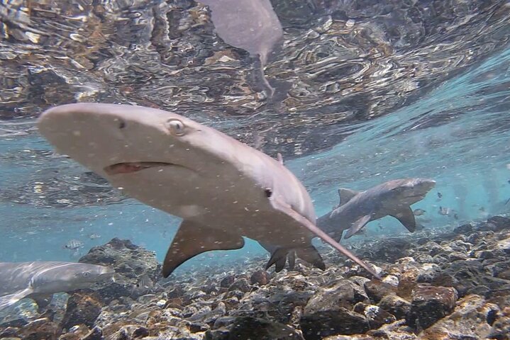 Sal Island: Private Tour Shark Bay Experience from Santa Maria - Image 5