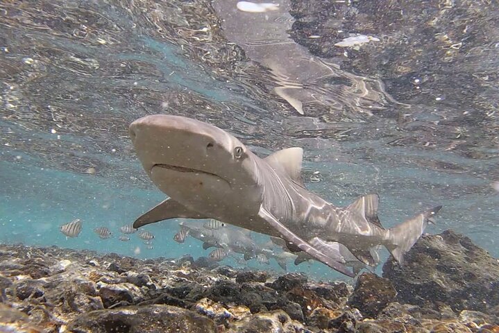 Sal Island: Private Tour Shark Bay Experience from Santa Maria - Image 3