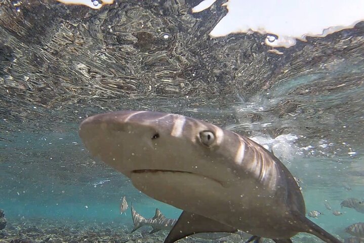 Sal Island: Private Tour Shark Bay Experience from Santa Maria - Image 2