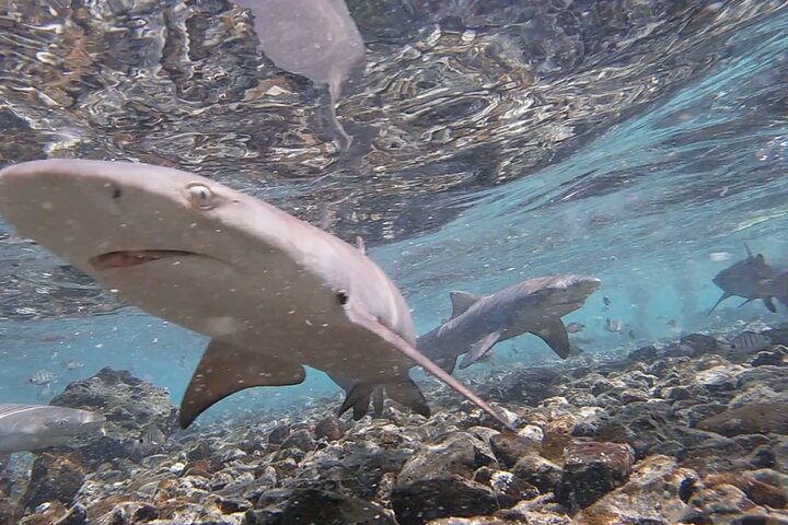 Sal Island: Shark Bay Shark Watching Experience from Santa Maria - Image 4
