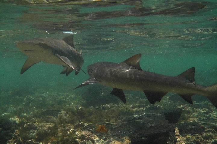 Sal Island: Shark Bay Shark Watching Experience from Santa Maria - Image 1